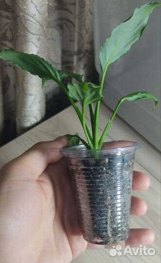 Спатифиллум Spilt milk гофра Пролитое молоко