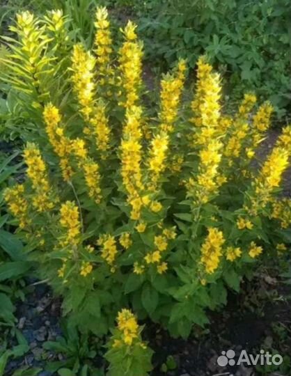 Вербейник,лилейник,золотые шары