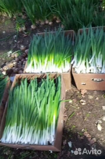 Лук зеленый свежей срезки LUK-3353