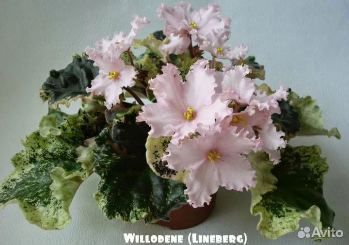 Сортовые фиалки