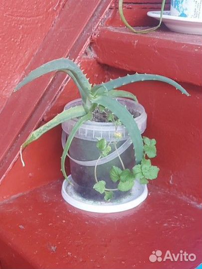 Алоэ столетник лечебный