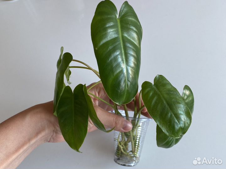 Филодендрон бурле макс