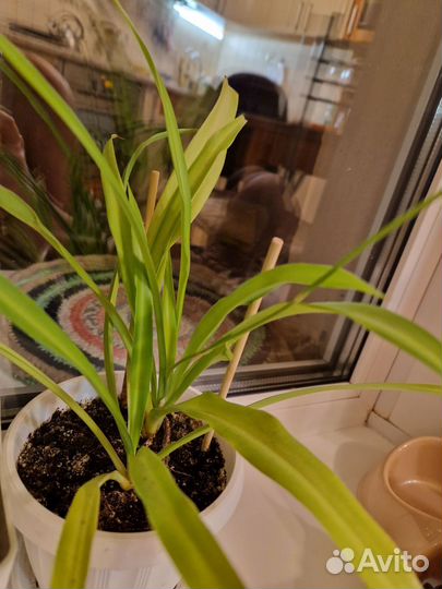 Хлорофитум отросток