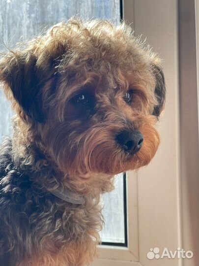 Вязка йорки пу