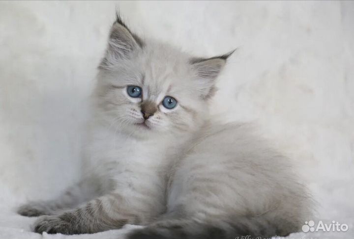 Невская маскарадная котята