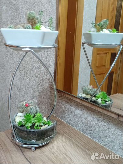 Суккуленты