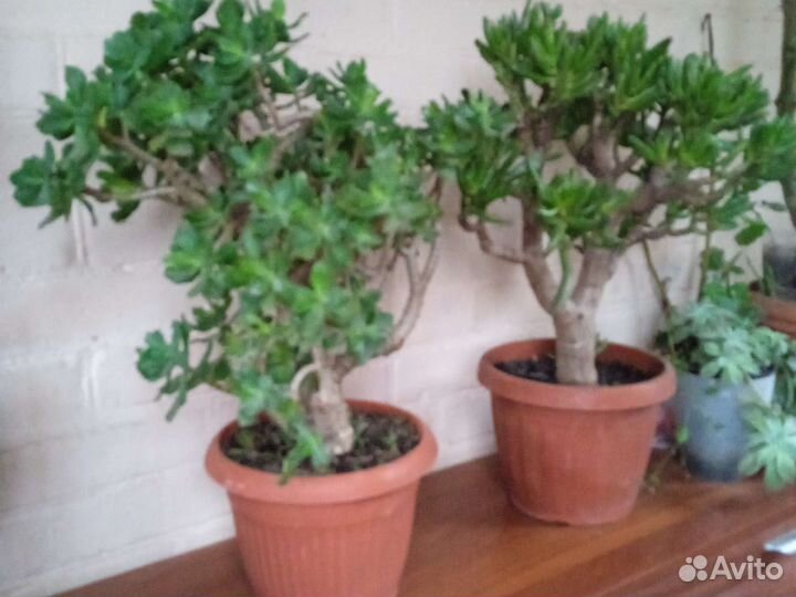 Крассула толстянка