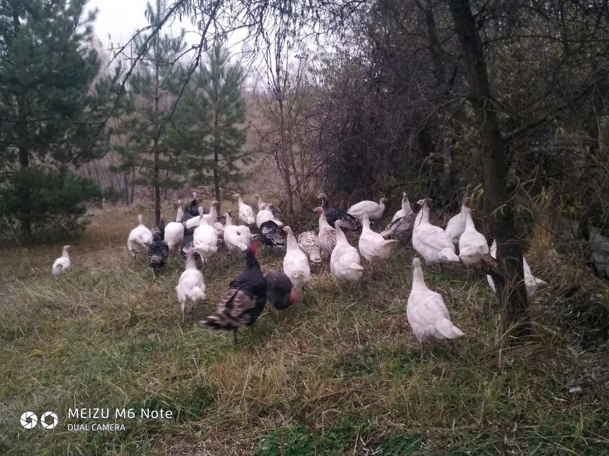 Индюшата, индюки, индюшки, петухи