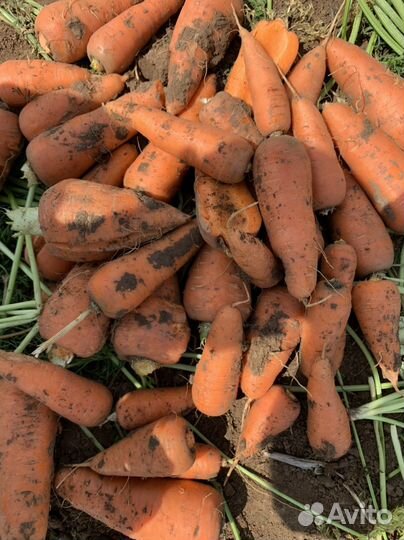 Морковь абако