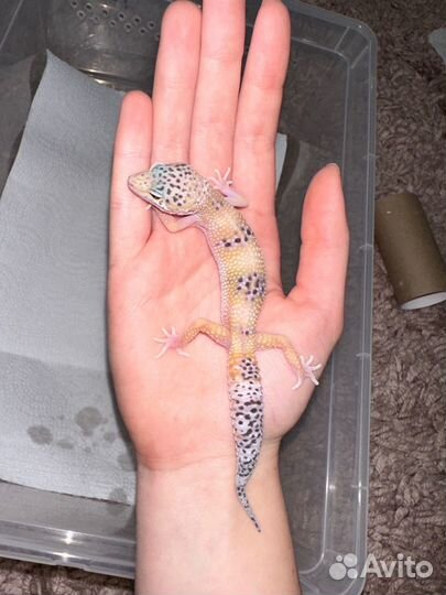 Эублефар самка