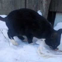 Взрослая кошка в добрые руки