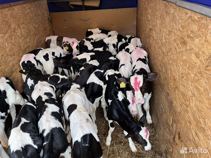 Телята бычки на откорм