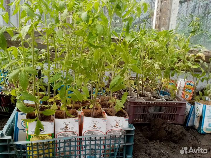 Рассада помидор и перцев