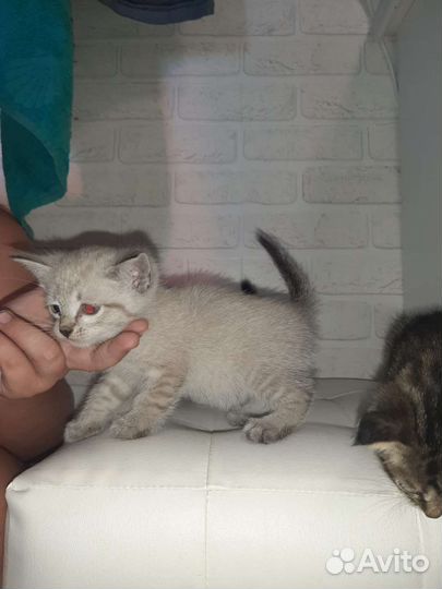 Кошка в дар