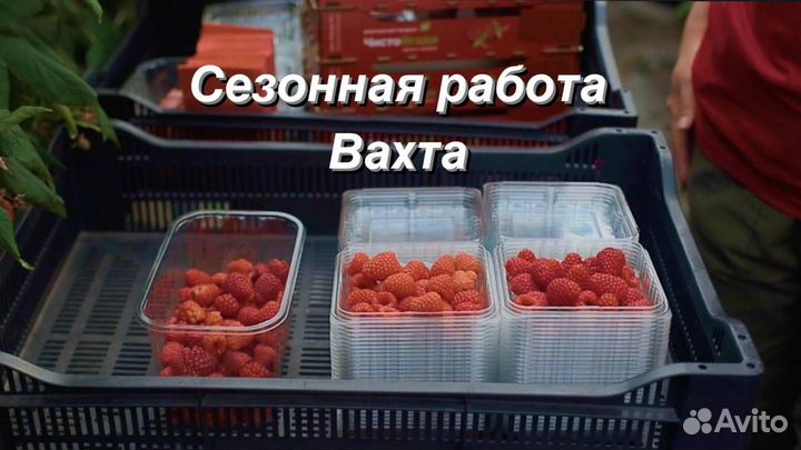 Рабочий на сбор урожая. Подработка на лето Вахта