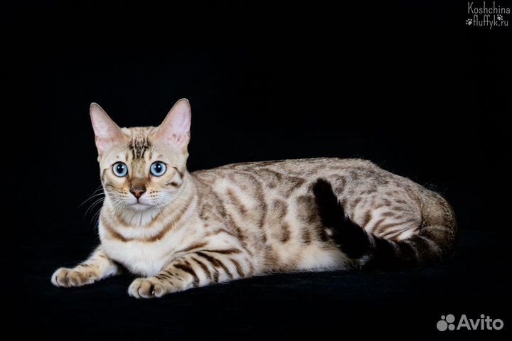 Бенгальская кошка
