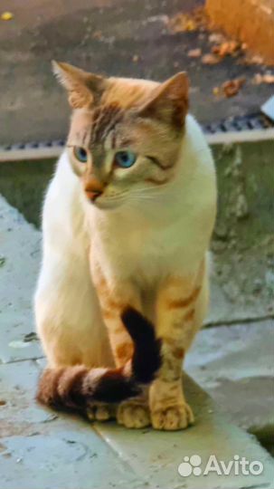 Рыжий таец на улице Москвы