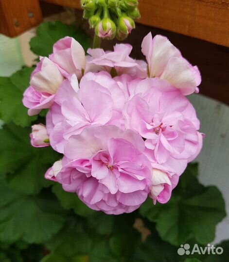 Пеларгония герань юв Сара Бернар