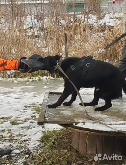 Вязка. Немецкая овчарка