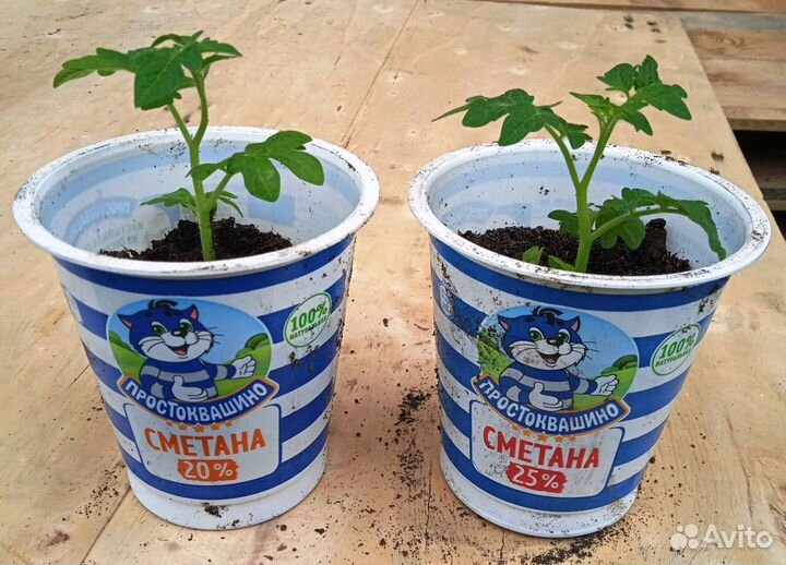 Рассада томатов горшечных красных