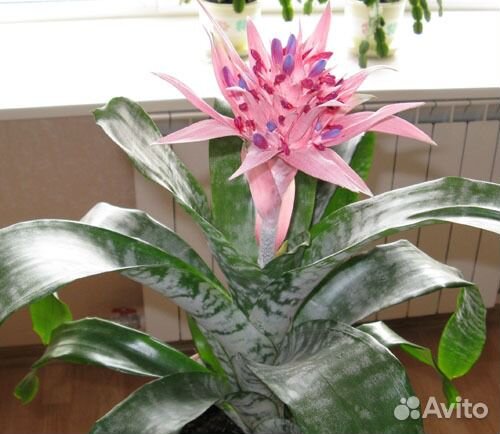 Эхмея. Декабрист (шлюмбергера)