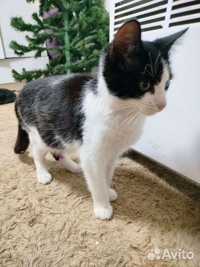 Кот,просто Кот.Малой