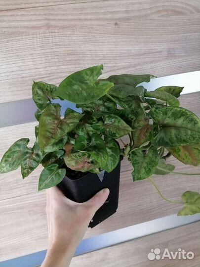 Калатеи и сингониумы