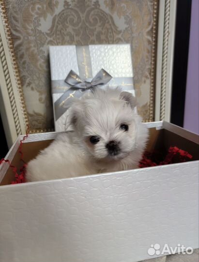 Мальтезе micro