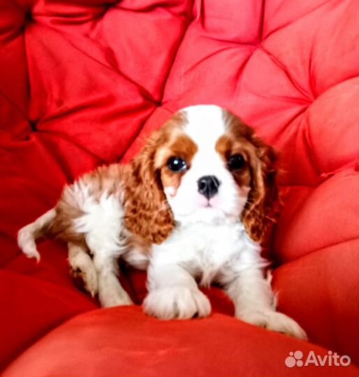 Щенки Кавалер Кинг Чарльз Спаниель