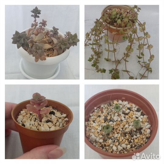 Суккуленты