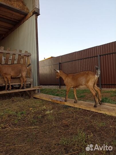 Козлики и козочки