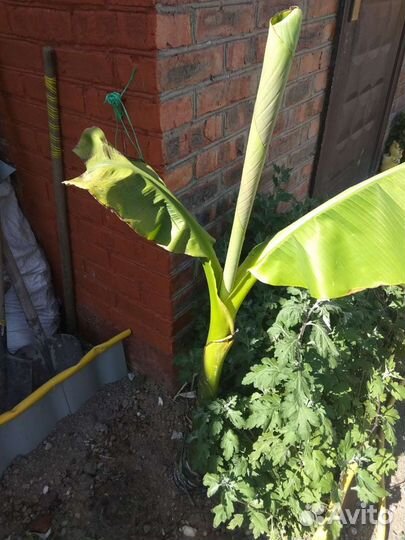 Банановая пальма