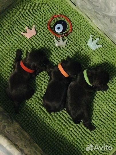 Цветные Йоркширские терьеры