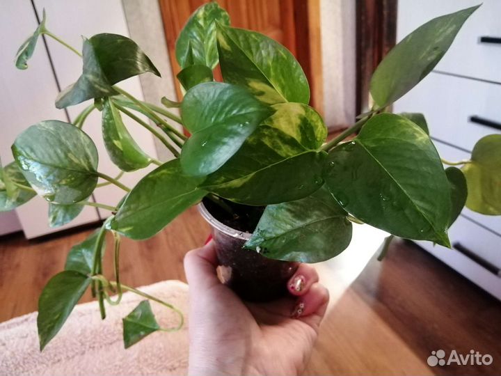 Цветы разные