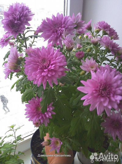 Хризантема домашняя