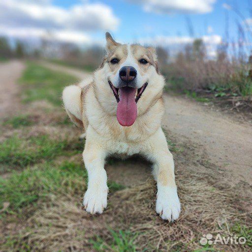 Собака ищет дом