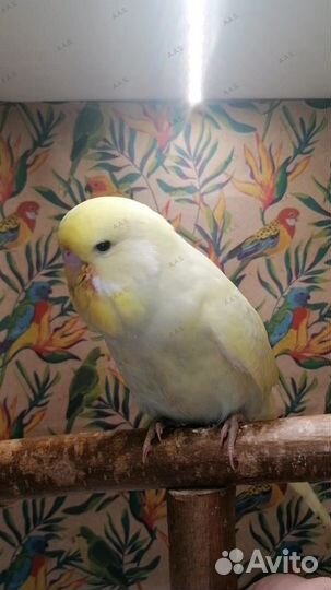 Попугаи Чехи (птенцы)