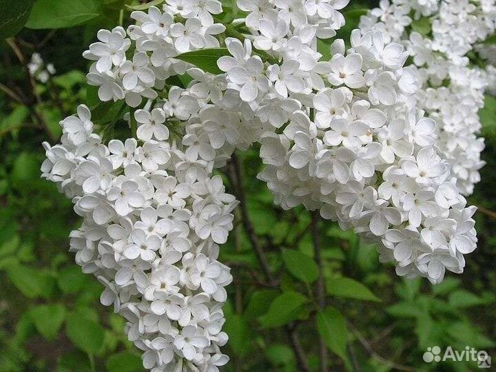 Растения для сада