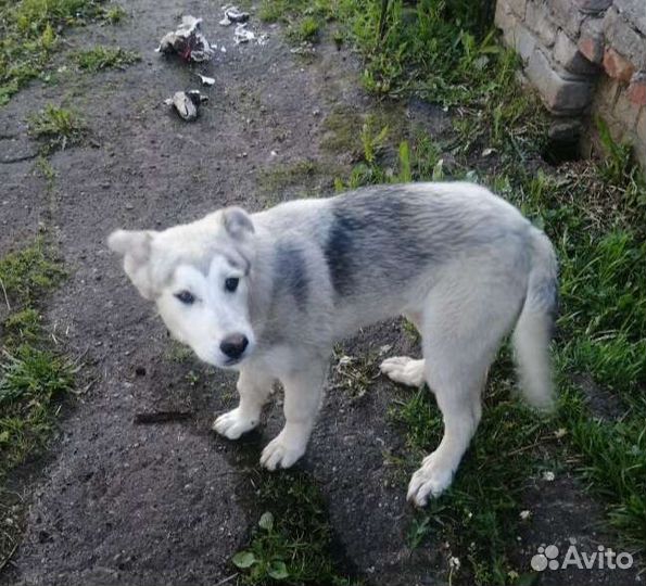 Щенок в добрые руки