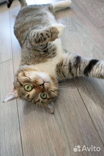 Котёнок Обнимашка Венечка, ищет семью