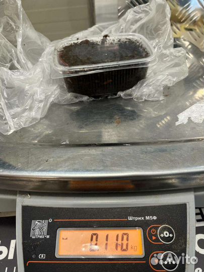 Черви для рыбалки