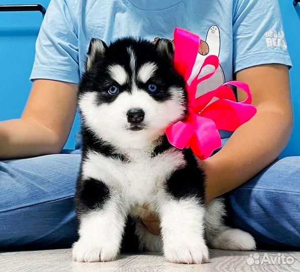 Очень Красивые Хаски Щенки + Вязка женихи Хаски