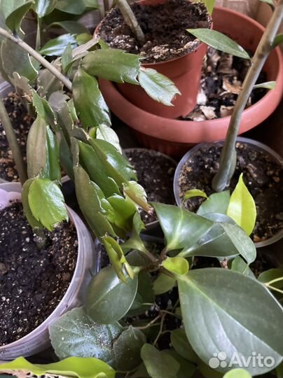 Цветы для дома, офиса, в подарок