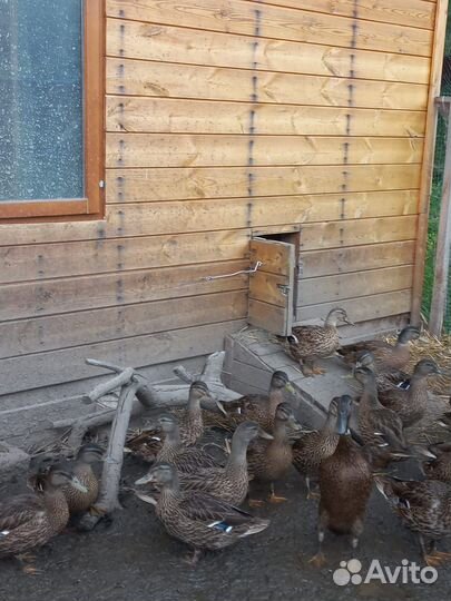 Утки подсадные