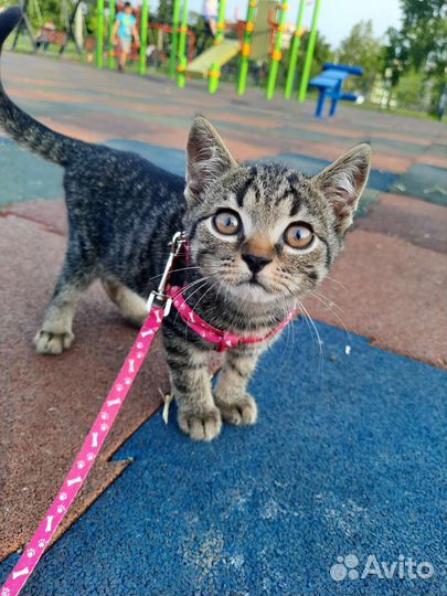 Британская кошка в дар