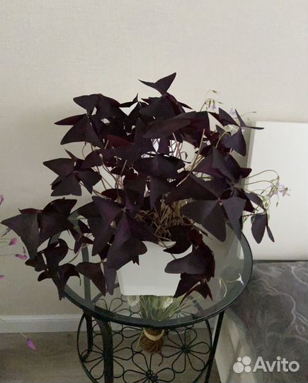 Хлорофитум