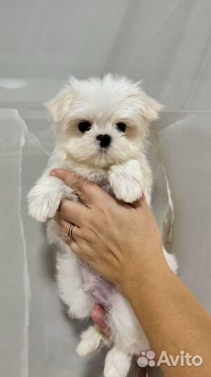 Мальтезе РКФ