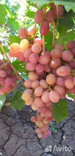 Саженцы винограда