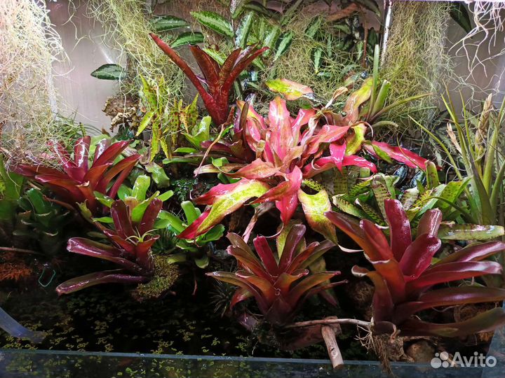 Комнатные растения