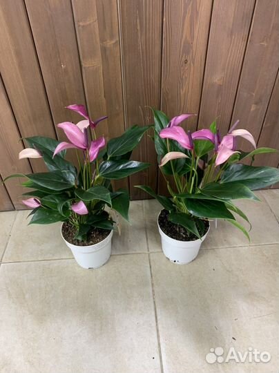 Антуриум зизу